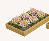 Teelicht-Set Hortensien
6-teilig,&nbsp;
Größe eines Teelicht: 4x4x4 cm
Klarsichtverpackung
 - Rosa